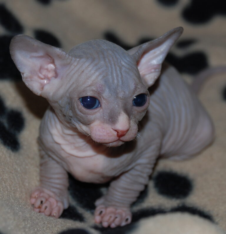 Hairless baby Sphynx kitten