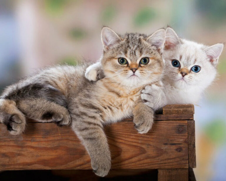 adorable baby kittens hugging