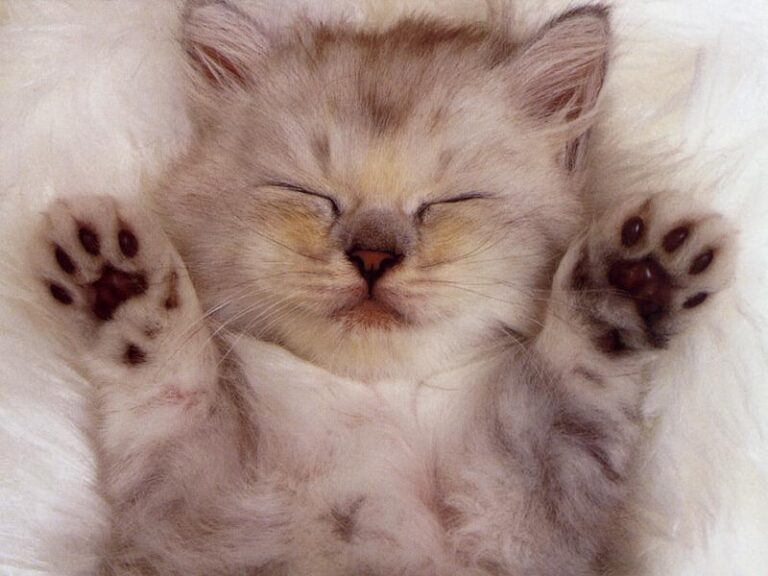 kitty bliss