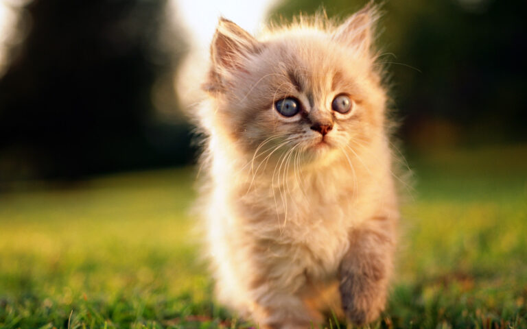 kitten in the sunshine