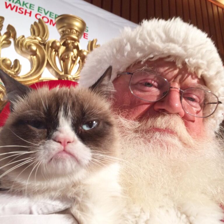 grumpy cat with santa