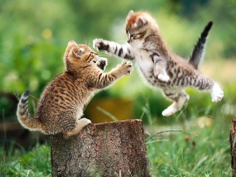 attack kittehz!