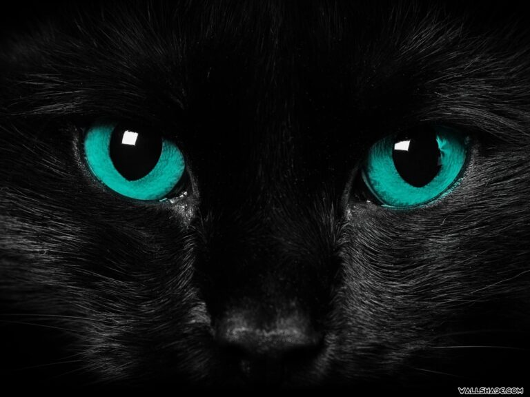 beautiful black cat with green eyes