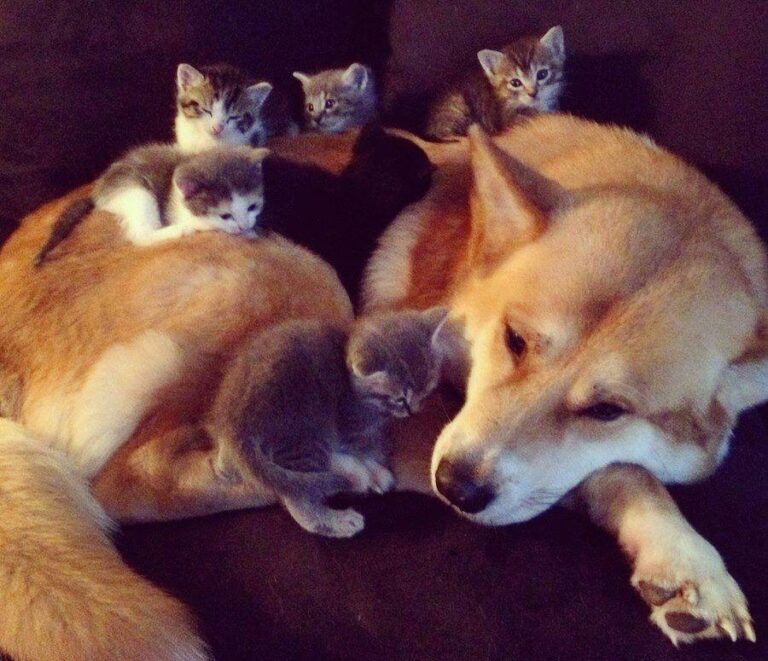 wow, so much kitty!