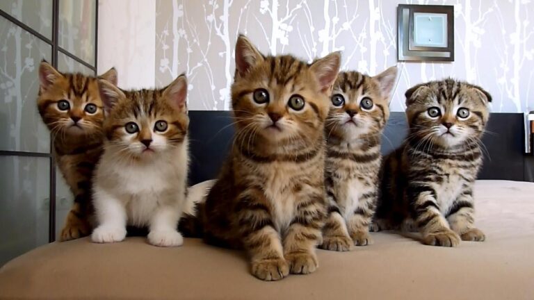 adorable kittens