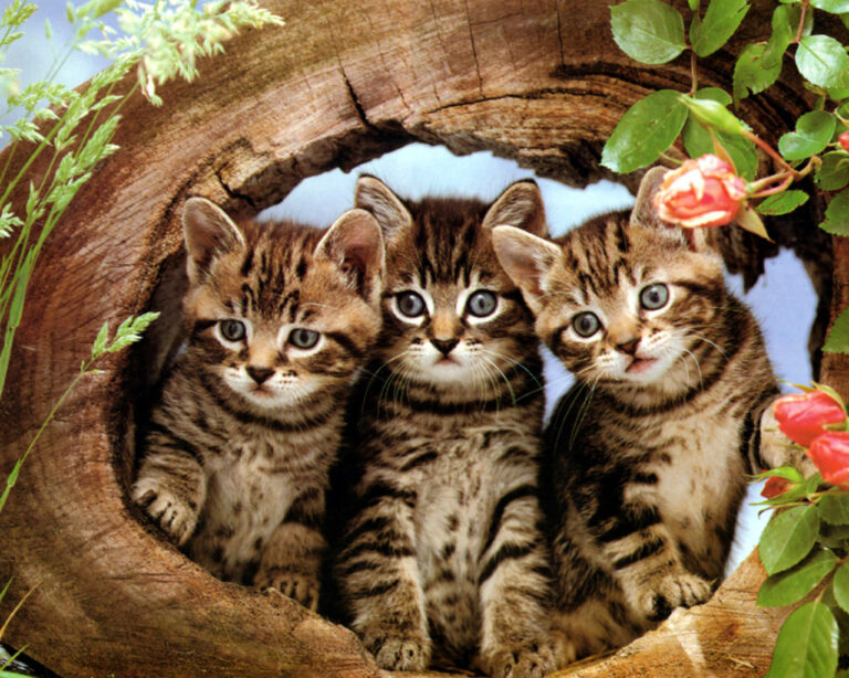 three cute kittens