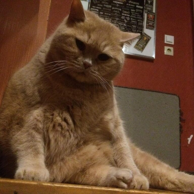 The Mighty Chitto