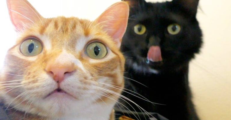 10 Funny Examples of CAT LOGIC – We Love Cats and Kittens