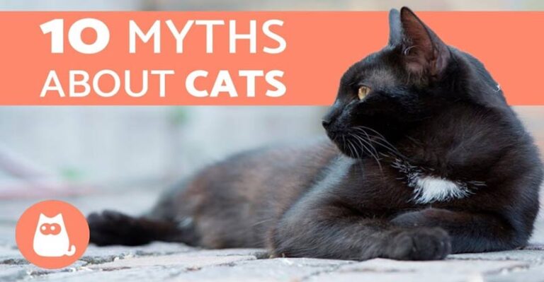 10 Myths About Cats You Should Stop Believing – We Love Cats and