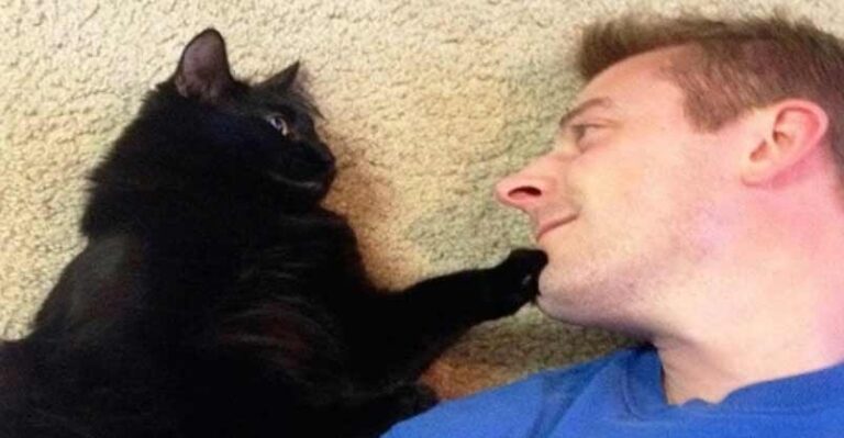 10 Reasons Why Cats Are Better Than Men! – the truth is out!