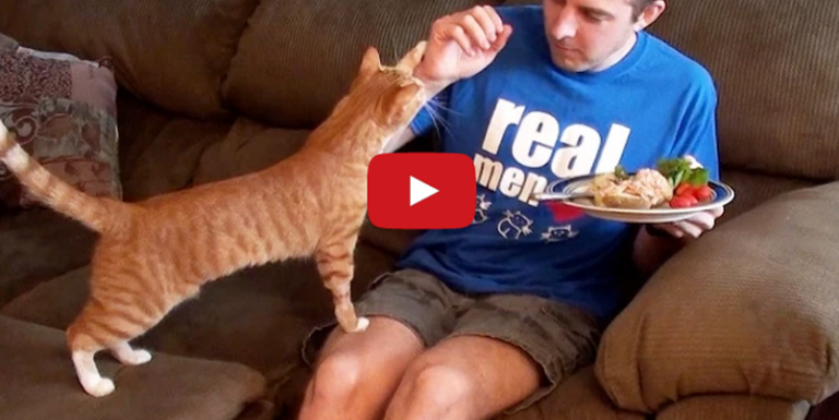 10 Things Cat Owners Have Probably Done