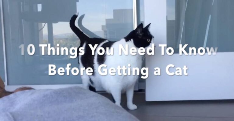 10 Things You Need to Know Before Getting a Cat – We Love Cats and
