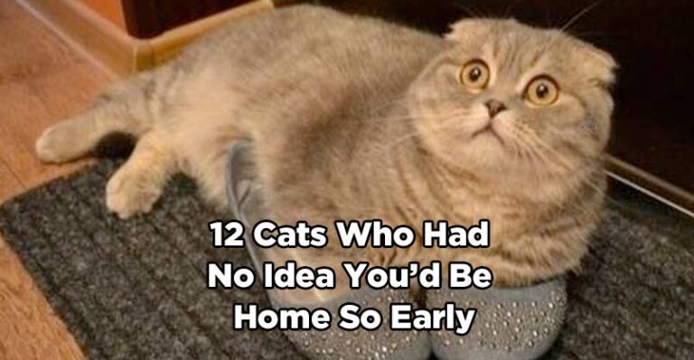 12 Cats Who Had No Idea You’d Be Home So Early – We Love Cats and