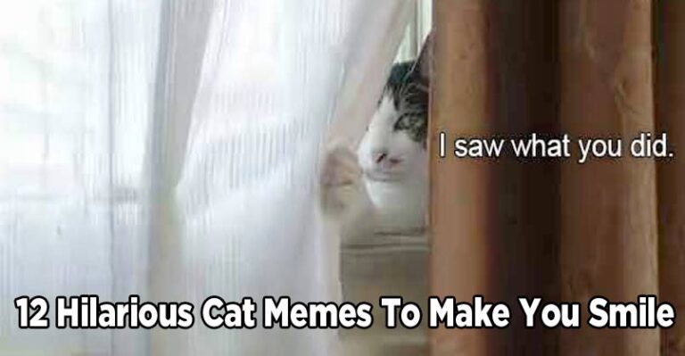 12 Hilarious Cat Memes to Make You Smile – We Love Cats and Kittens