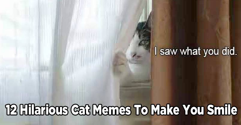 12 Hilarious Cat Memes to Make You Smile – We Love Cats and Kittens