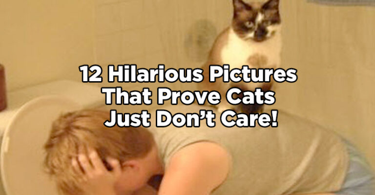 12 Hilarious Pictures That Prove Cats Just Don’t Care!