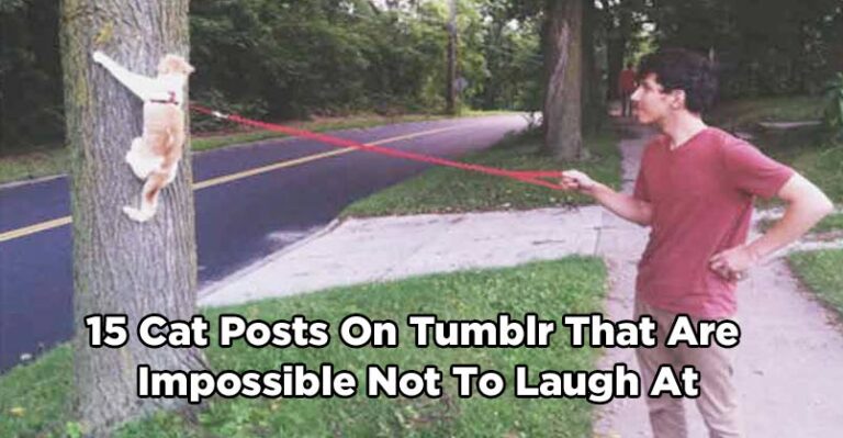 15 Cat Posts On Tumblr That Are Impossible Not To Laugh At – We Love