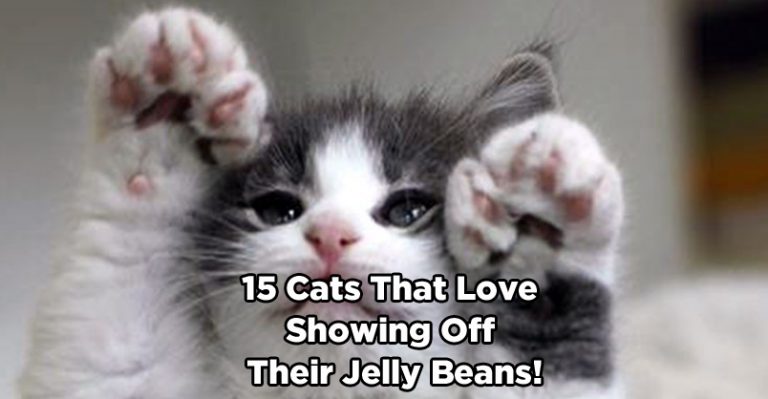 15 Cats That Love Showing Off Their Jelly Beans! - We Love Cats and Kittens