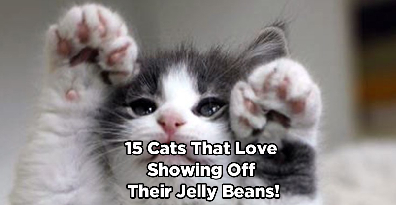 15 Cats That Love Showing Off Their Jelly Beans! – We Love Cats and