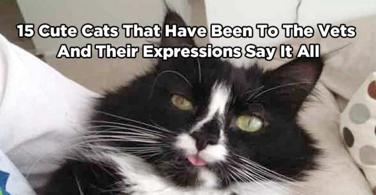 15 Cute Cats That Have Been to the Vets and Their Expressions Say it