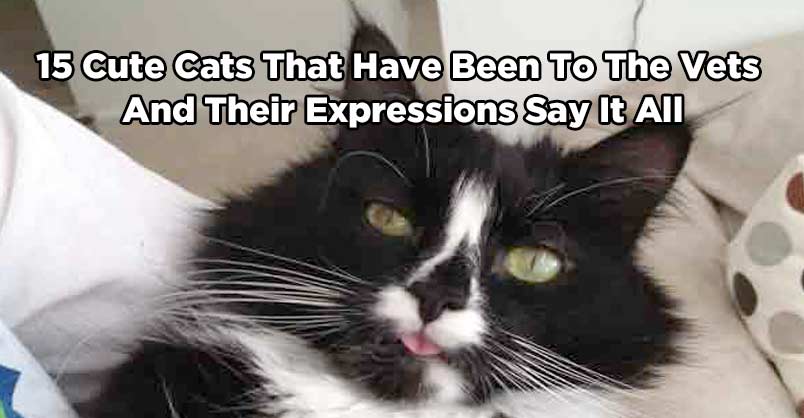 15 Cute Cats That Have Been to the Vets and Their Expressions Say it