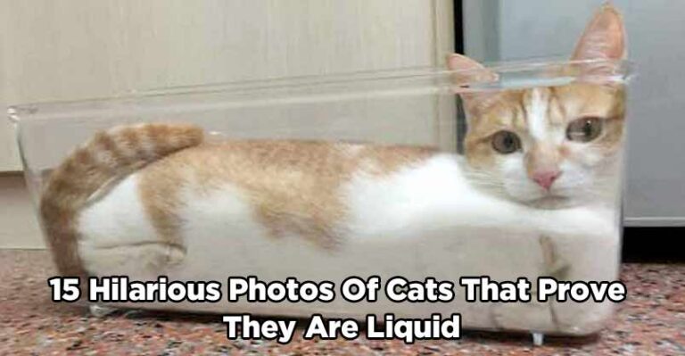 15 Hilarious Photos Of Cats That Prove They Are Liquid – We Love Cats