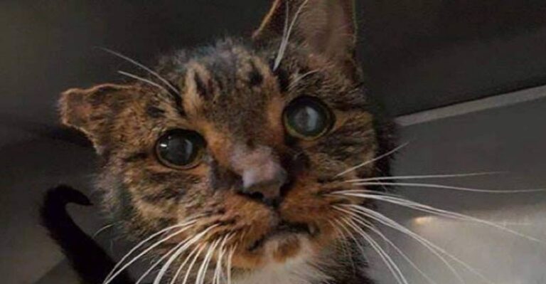 15 Year-Old Shelter Cat Finds the Humans He’s Been Waiting for All