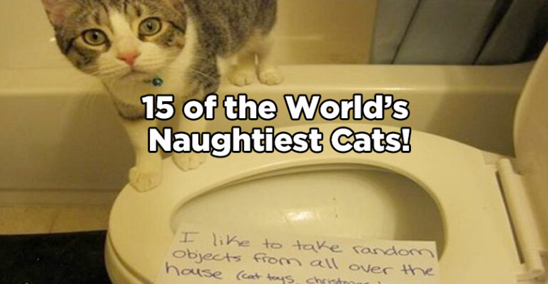 15 of the World’s Naughtiest Cats!