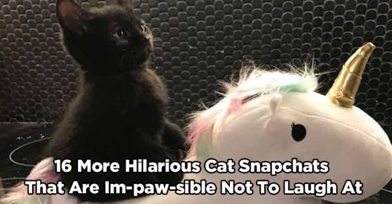 16 More Hilarious Cat Snapchats That Are Im-paw-sible Not To Laugh At