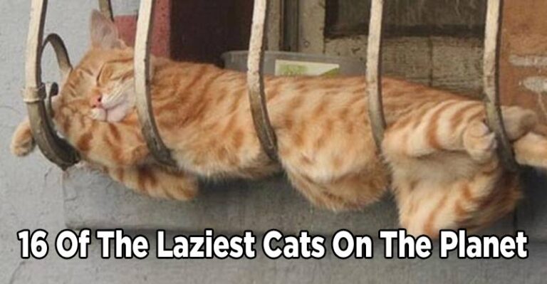 16 of the Laziest Cats on the Planet