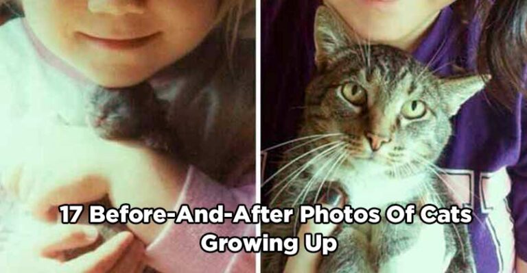 17 Before-And-After Photos Of Cats Growing Up – We Love Cats and