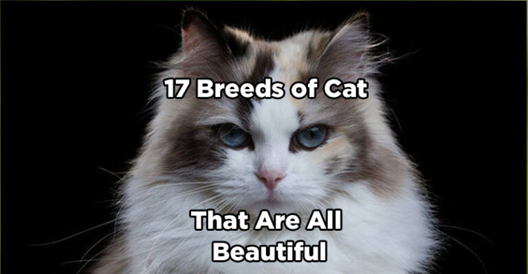17 Breeds of Cat That Are All Beautiful – We Love Cats and Kittens