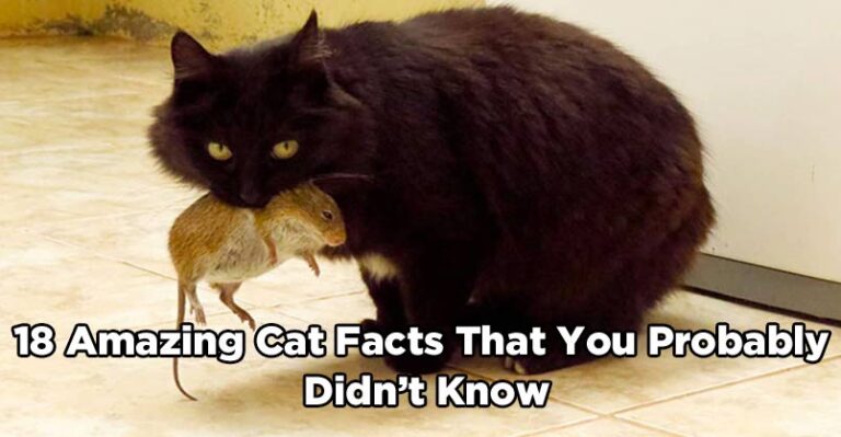 18 Amazing Cat Facts That You Probably Didn’t Know – We Love Cats and