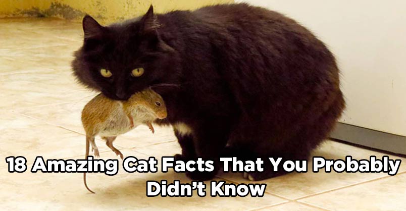 18 Amazing Cat Facts That You Probably Didn’t Know – We Love Cats and