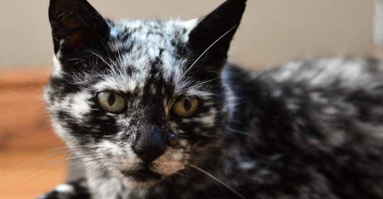 19 Year-Old Scrappy Used to Be a Black Cat – We Love Cats and Kittens