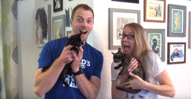 2 NEW KITTENS – Cole & Marmalade are Getting Sisters!! – We Love Cats