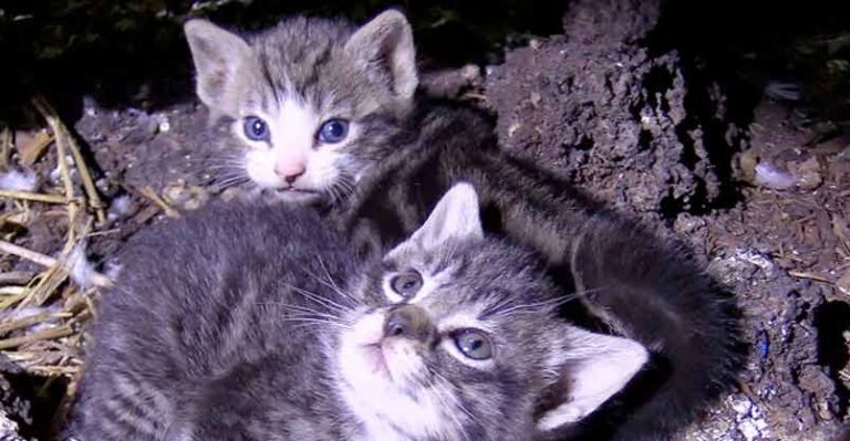 60+ Cats/Kittens Rescued from Farm Hoarding Situation – We Love Cats