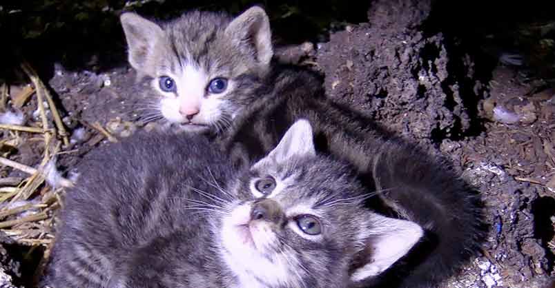60+ Cats/Kittens Rescued from Farm Hoarding Situation – We Love Cats