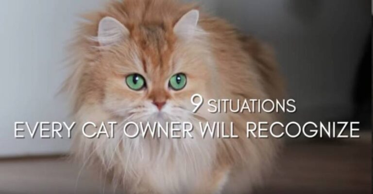 9 Situations Every Cat Owner Will Recognize – We Love Cats and Kittens