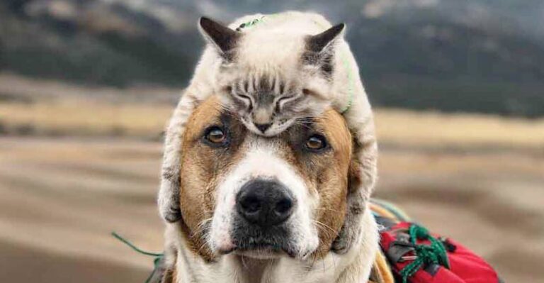 A Cat and a Dog That LOVE Travelling Together – We Love Cats and