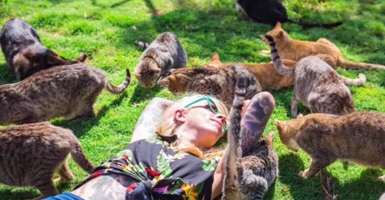 A Tropical Island with 500 CATS! – We Love Cats and Kittens