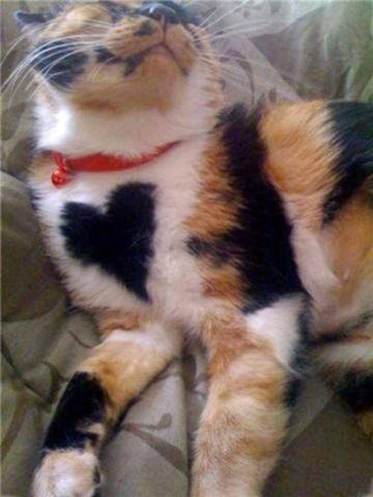 A calico with a BIG heart! How ace is that!?﻿