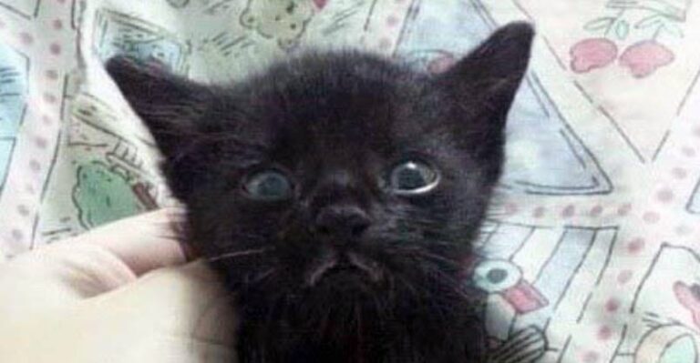 Abandoned Kitten Finds Forever Home and Meows for Happiness – We Love