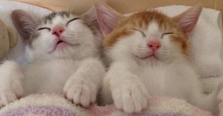 Adorable Kitten Twins Love To Sleep Side By Side – We Love Cats and