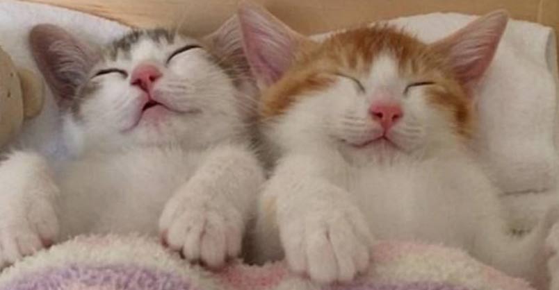 Adorable Kitten Twins Love To Sleep Side By Side – We Love Cats and