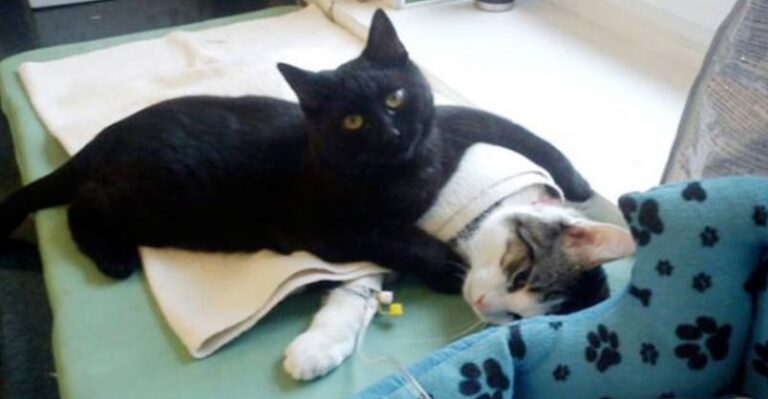 After A Near Death Experience, This Cat Now Uses His Life To Comfort