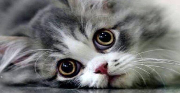 Amazing Eyes – 21st September 2018 – We Love Cats and Kittens