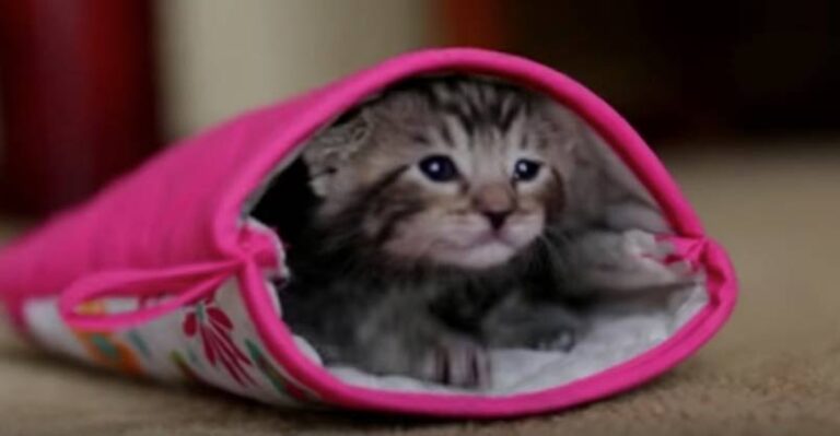 An Adorable Kitten vs……….An Oven Mitt !!