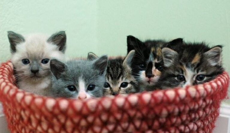 An adorable basket of …….
