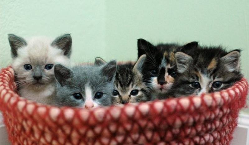An adorable basket of …….